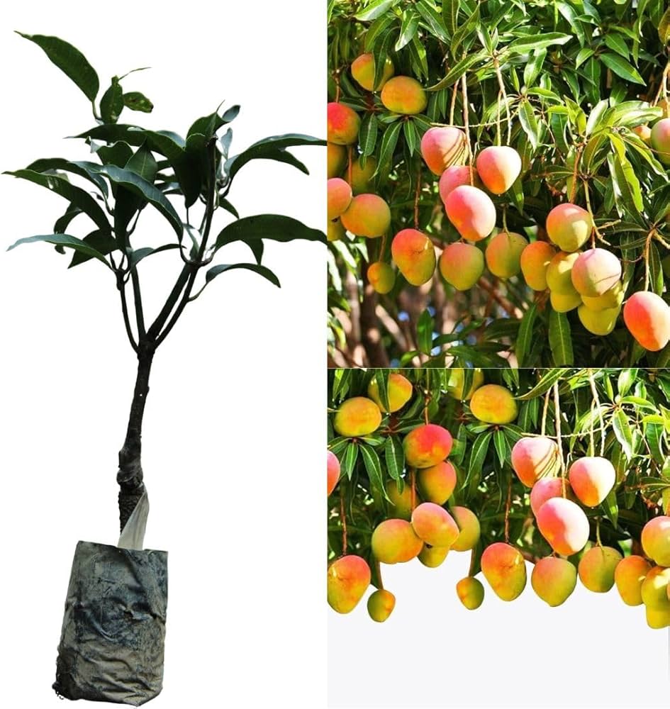 AMRAPALI MANGO TREE