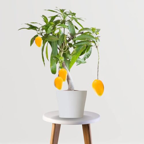 All-Season-Mango4-500x500