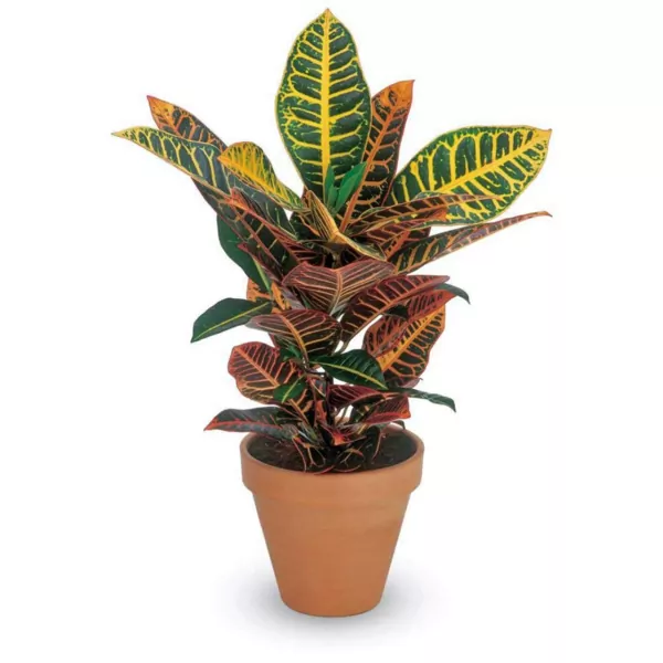 Ashokavanam_Petra_Croton_Plant_205