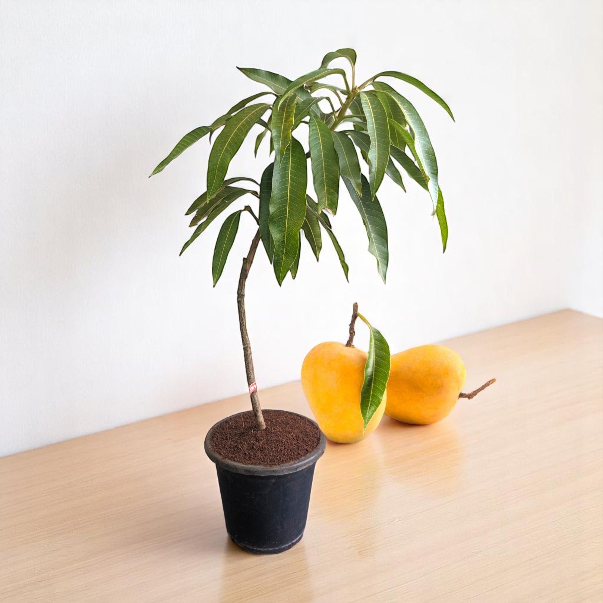 Mango_Hapus_Plant