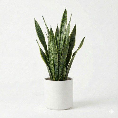 Snake Plant (Sansevieria)