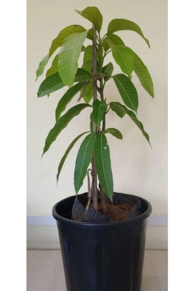 MALLIKA MANGO PLANTS