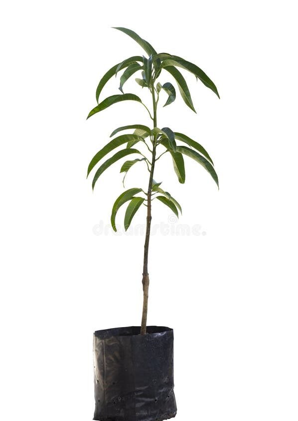 SUVARNAREKHA MANGO PLANTS