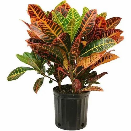 croton-plant-500x500