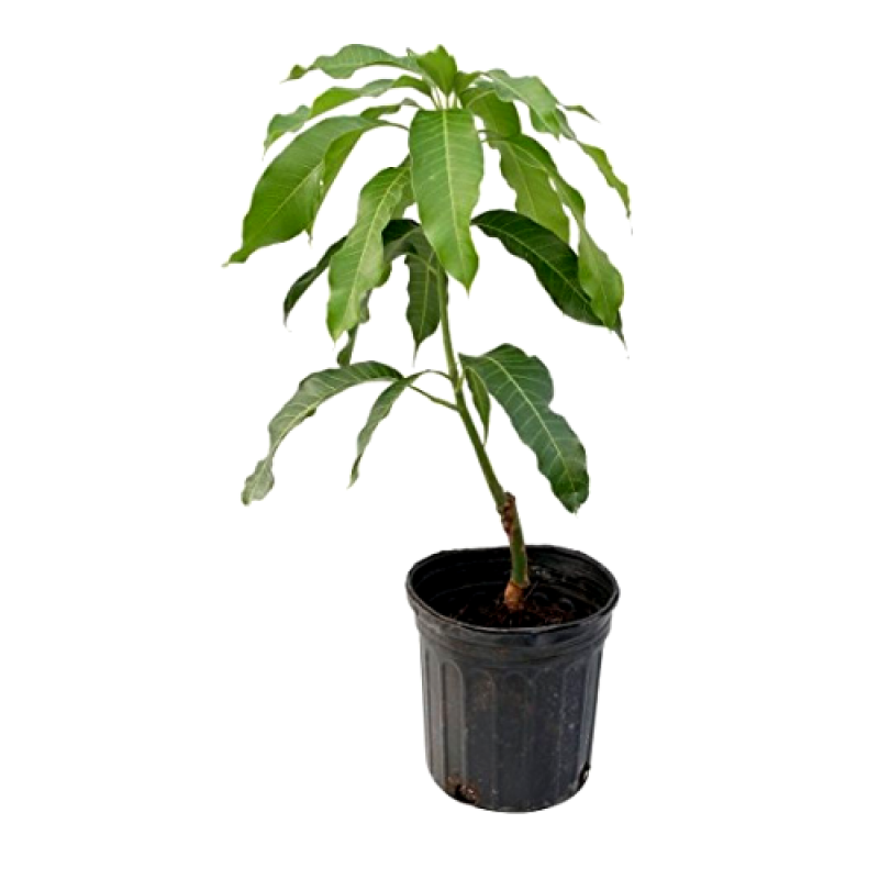 pg-mango-plant-grafted-800x800