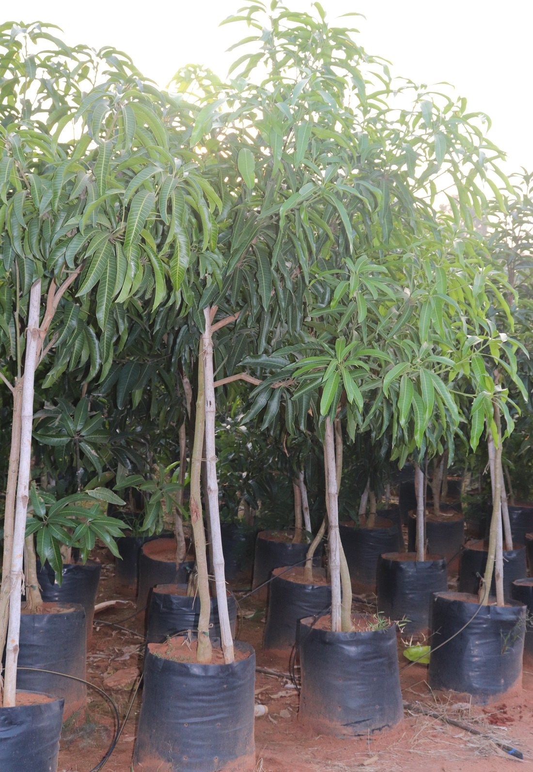 suvarna-rekha-4-years-mango-plant